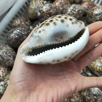 Nový odber Mourek slimák shell Prírodné Conch Škrupiny ConchWall Dekorácie DIY Akvárium Krajiny Mušlí